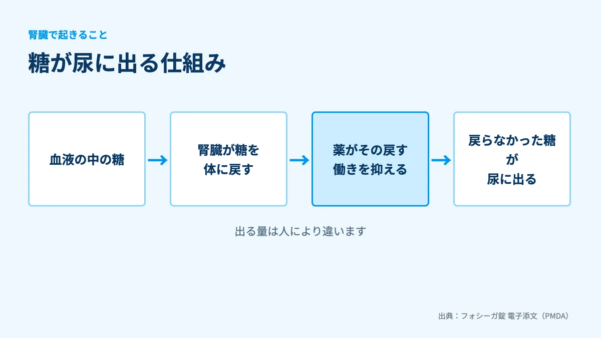 腎臓で糖を戻す働きを薬が抑える流れの図